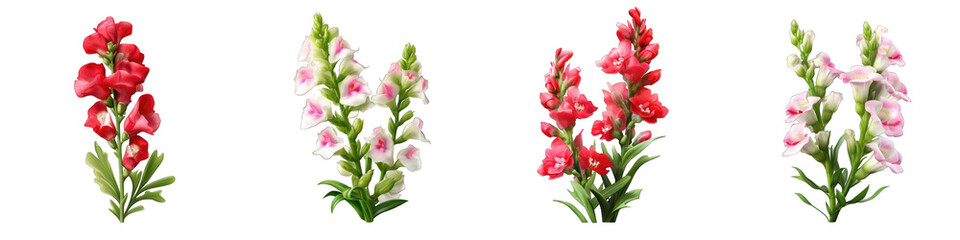 Obraz premium Snapdragon clipart collection, vector, icons isolated on transparent background