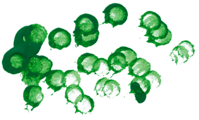 Drawn dots with acrylic green paint on a white isolated background
