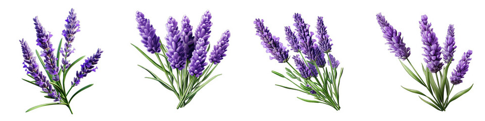 Lavender clipart collection, vector, icons isolated on transparent background