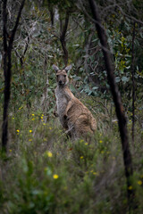 Kangaroo standing in bushland - 685133614