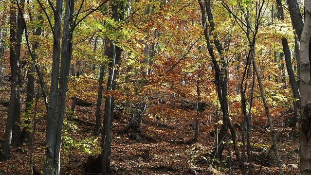 Fall season deep into the woods.