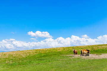 夏の北海道美瑛・富良野　馬の放牧