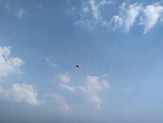 Bird flying in the blue sky with white clouds, nature background