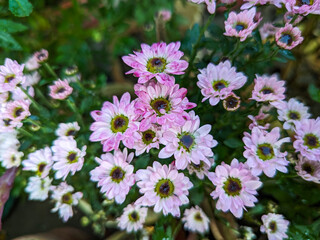 beautiful chrysanthemum flowers in the garden, stock photo