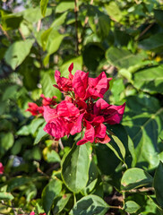 Obraz premium Bougainvillea flower in garden, Thailand. Paper flowers