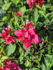 Bougainvillea flower in garden, Thailand. Paper flower