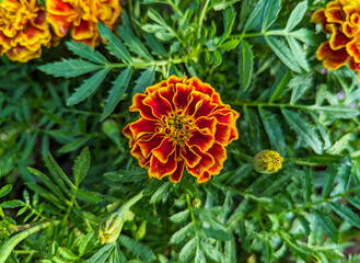 Marigold flower in the garden. Marigold is a genus of flowering plants in the family Asteraceae
