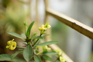 Yellow Euphorbia milii or Euphorbia milii flowers