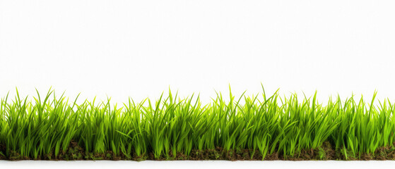 Green grass isolated on white background with clipping path. Spring nature concept .