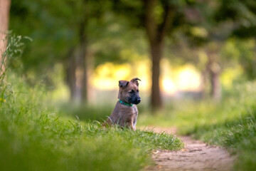 Un chiot femelle de race malinois dans la nature