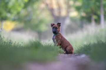 Un chiot femelle de race malinois dans la nature