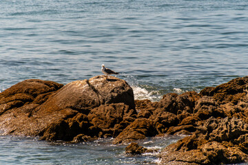 Gaviotas en el municipio de Moaña.