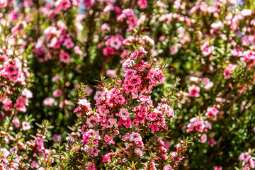 Flora en el municipio de Moaña.