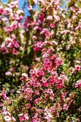 Flora en el municipio de Moaña.