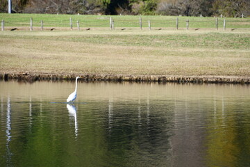 白鳥と湖