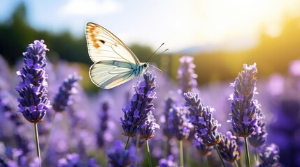 Fototapeta premium Summer charm: a butterfly perched on a lavender flower in the picturesque lavanda fields