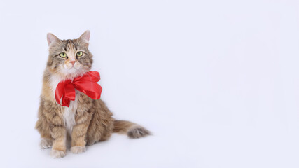 Cat with red ribbon looks up.
Cute Cat with bow tie collar.
Adorable feline wearing red accessory. 
Studio shot of lovely Cat with collar and bow tie copy space. Copy space. Gift. Holiday. 