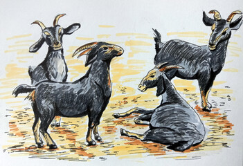 Cameroonian small goats (Capra hircus). Hand drawn realistic illustration.