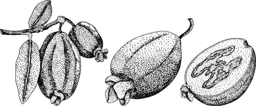 Feijoa sellowiana, pineapple guava, guavasteen engraving hand drawn vector illustration. Vintage tropical fruit design.