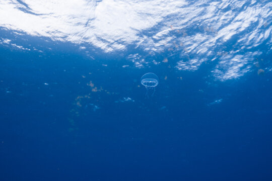 Underwater view of jellyfish with sunlight filtering through