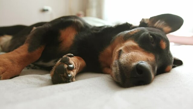 Close-up of cute dachshund dog who falls asleep while lying on the bed in room in the rays of sun