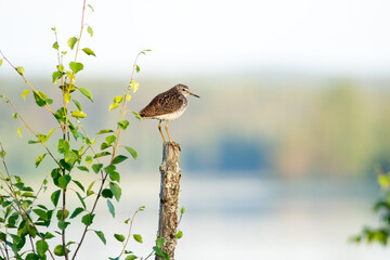 Wood sandpiper (Tringa glareola) resting on a pole by the lake during early summer morning