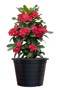 Red Euphorbia milli or Crown of Thorns flower bloom in black plastic pot isolated on white background included clipping path.