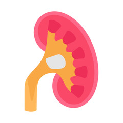 Renal Pelvis icon in vector. Logotype