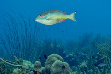 Rainbow parrotfish in serene underwater seascape