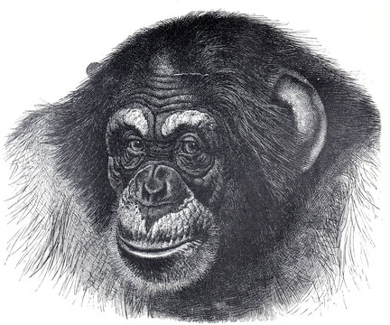 Vintage hand drawn illustration chimpanzee portrait. Ape portrait. 