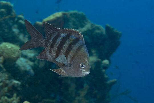 Serene tropical scissortail sergeant fish swimming near coral reef