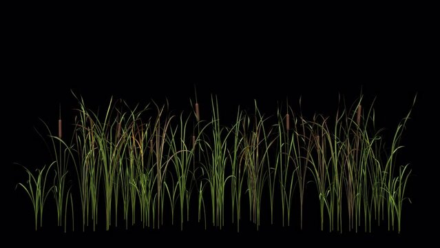 Cattail Grass - Windy Loop - LS - Alpha Channel - Realistic 3D animation isolated on transparent background
