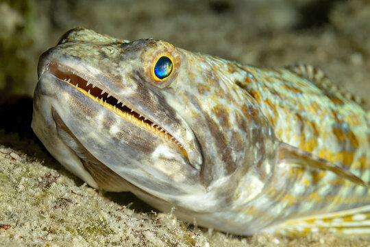Close-up of a Lizardfish in Natural Habitat