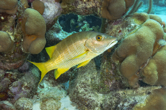 Yellowtail snapper fish swimming by coral reef