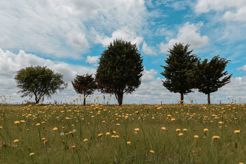 Pine tree landscape, La Pampa Province, Patagonia, Argentina.