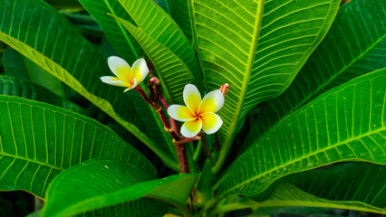 Plumeria flowers surrounded by large leaves