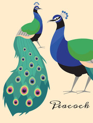 Decorative card or banner template with peacock, hand drawn vector illustration.