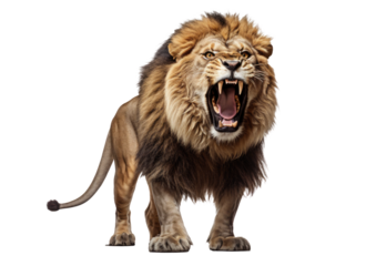 leones, animal, felinos, inhospitalario, crin, fauna, felíno, zoo, rey, carnivoros, mamífero, naturaleza, aislada, depredador, blanco, retrato, leo, pelaje, safari, cara, abultado, fiera