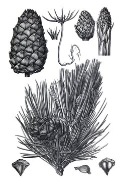 Vintage hand drawn illustration Pinus Cembra or swiss pine plant. hand drawn medical plant. botanical engraved elements. organic Pine poster