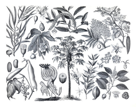 Vintage hand drawn illustration of medical plants. set of hand drawn medical plants and herbs. botanical engraved elements. wild flowers. healthy lifestyle. botanical hand drawn plant poster.