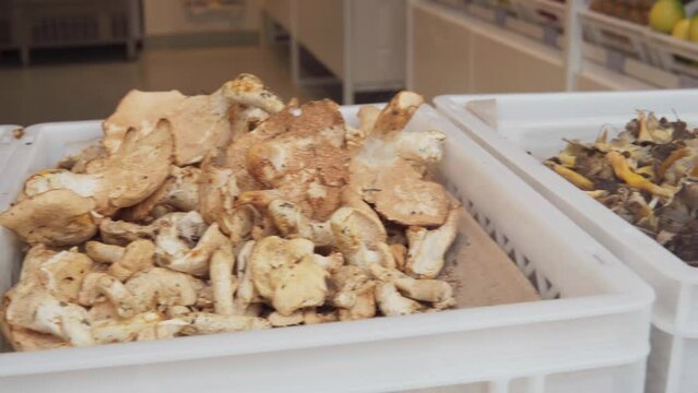 Variety of mushrooms on a organic store at the market. Lactarius deliciosus, boletus edulis