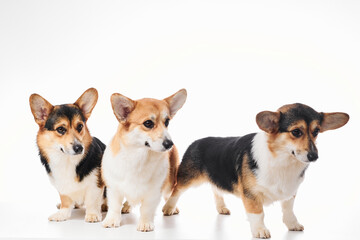 Pembroke Welsh Corgi portrait isolated on white studio background with copy space, family of three purebred dogs