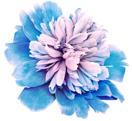 Blue  peony flower  on    isolated   background with clipping path. Closeup. For design. Nature. ...