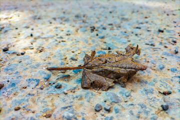 The theme of autumn blues and sadness, reflection, worrying about mistakes made and lost things, losses