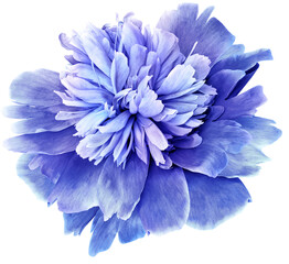 Purple  peony flower  on  black  isolated background with clipping path. Closeup. For design.  Transparent background.  Nature.