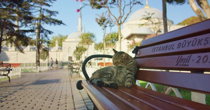 Street cat on bench on tourist district near Sultan Ahmed, stray cat in historical Istanbul