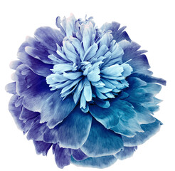 Peony    blue  flower  on   isolated background with clipping path. Closeup. For design. Nature. ...