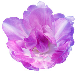 Purple  tulip flower  on white isolated background with clipping path. Closeup. For design.  Transparent background.  Nature.