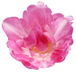 Tulip flower  on  isolated background with clipping path. Closeup. For design. Nature.  Transparent background. 