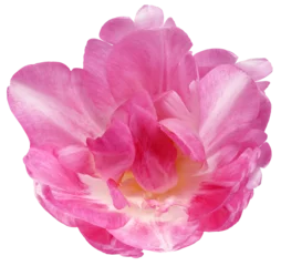 Fototapete Rund Tulip flower  on  isolated background with clipping path. Closeup. For design. Nature.  Transparent background.  © nadezhda F